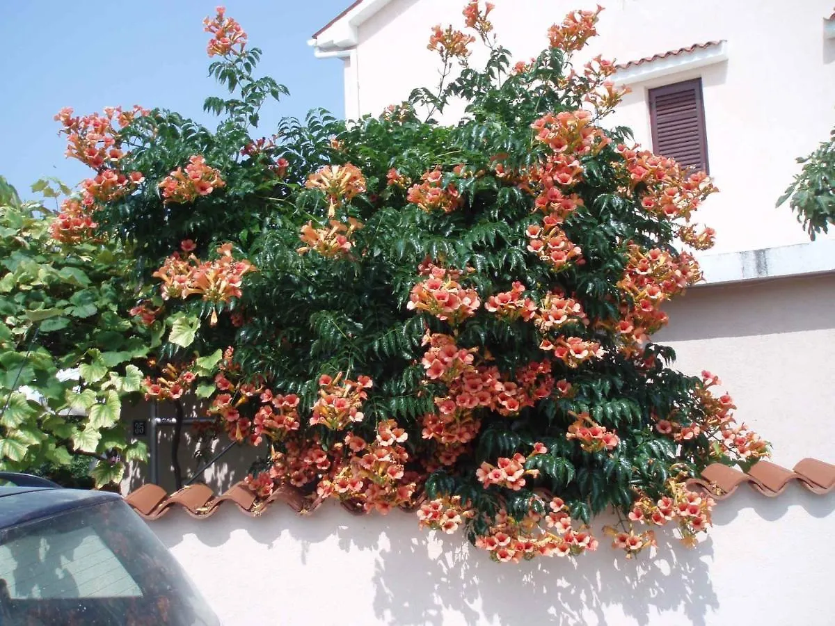 Apartment Fazana 15 Croatia